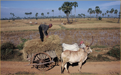 Culture and Lifestyle Cambodia