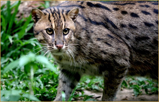 Wildlife Rescue Centre (Wildlife at Risk)